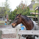 Illustration for article titled Pics from the (Stable)side: 2018-04-15 to Southlands